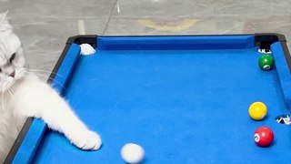 Cat playing billiard