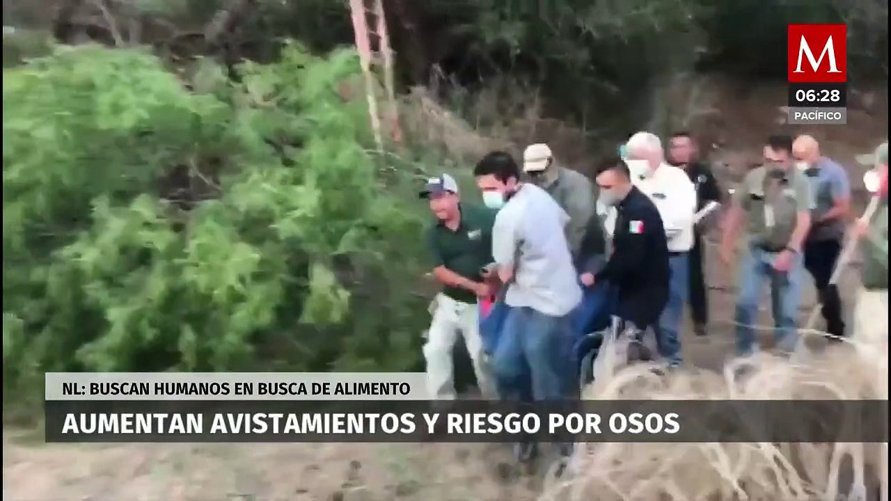 En Nuevo León, aumentan avistamientos de osos, ya que buscan alimento