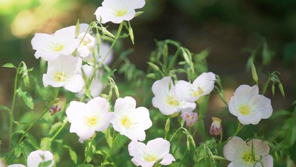 Why You Shouldn’t Plant Pink Evening Primrose In Your Yard
