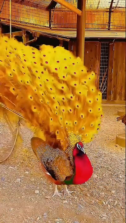 Beautiful peacok video,peacok video#trending