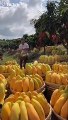 Beautiful mango video,chines video