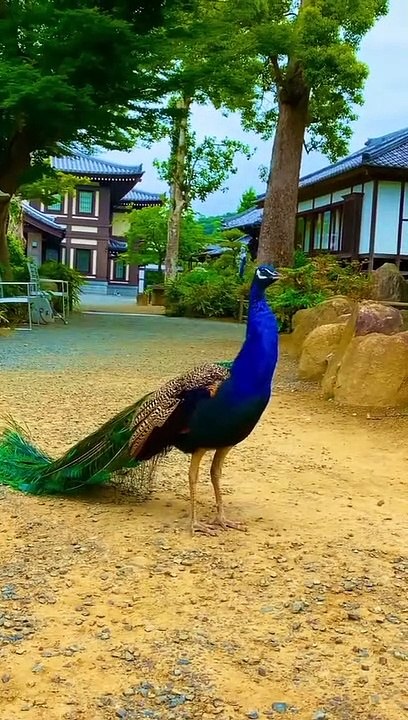 Beautiful peacock video,