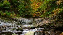 1-Hour Calming Mountain Stream Sounds for Relaxation, Sleep, and Meditation