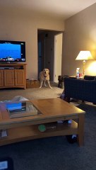 Snoozy Stevie Waking Up His Legs After Sleeping