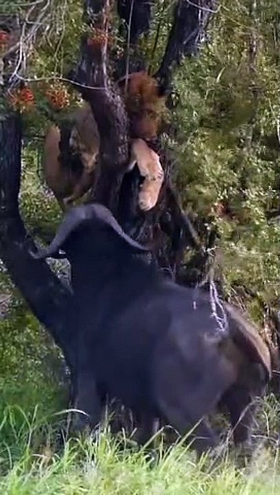 Buffalo tries to bite lion's as