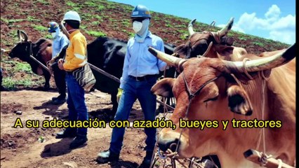 (EN VIDEO) La minería legal es responsable de rehabilitar los ecosistemas.