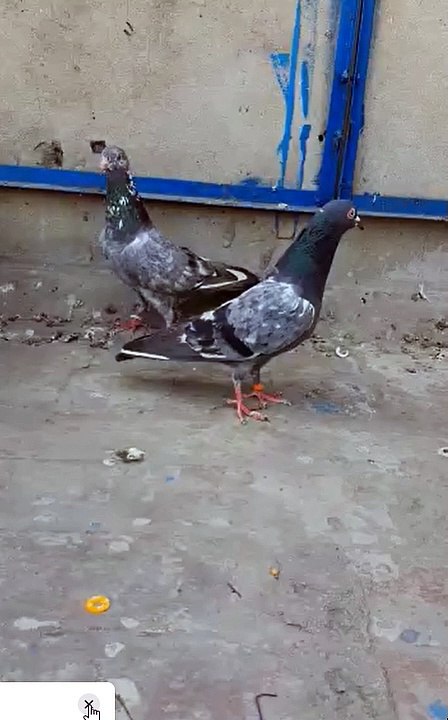 Best Breeder pair for Sale 100% Resulted with Pigeons Gallar #viral #pakistanipigeons