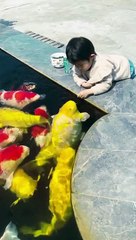 Baby shark do do, Baby fish feed#shorts video #shorts #ytshorts