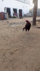 Aseel. Murgya aseel breed