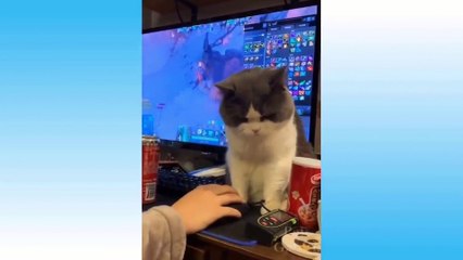 Funny animals complition videos part6#dogs#fuuny Cat #dallymotion