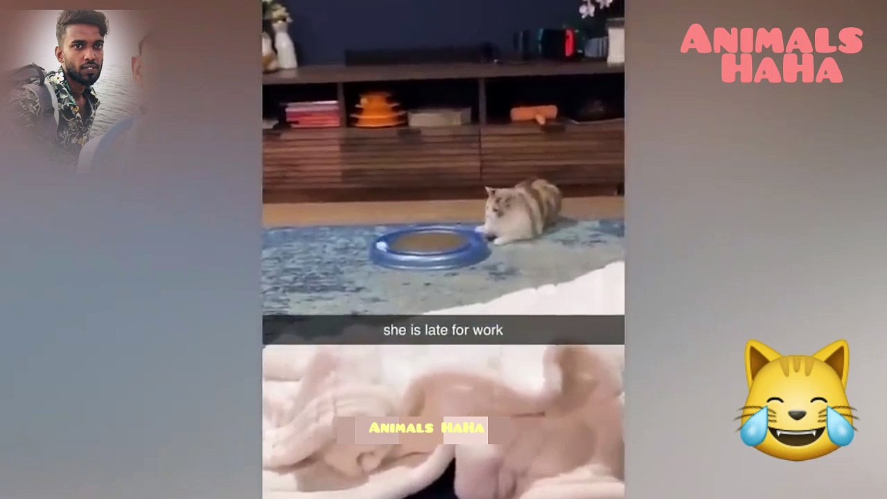 Funniest Dogs And Cats Videos - Best Funny Animal Videos  #FunnyAnimals #dog #cat #funnydogs  #FunnyCats #CutiAnimals