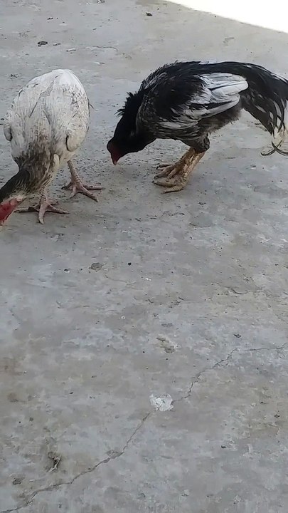 Mianwali aseel murga and murgi