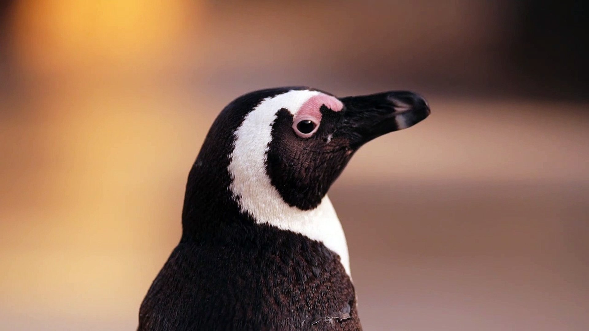 Penguin 4k