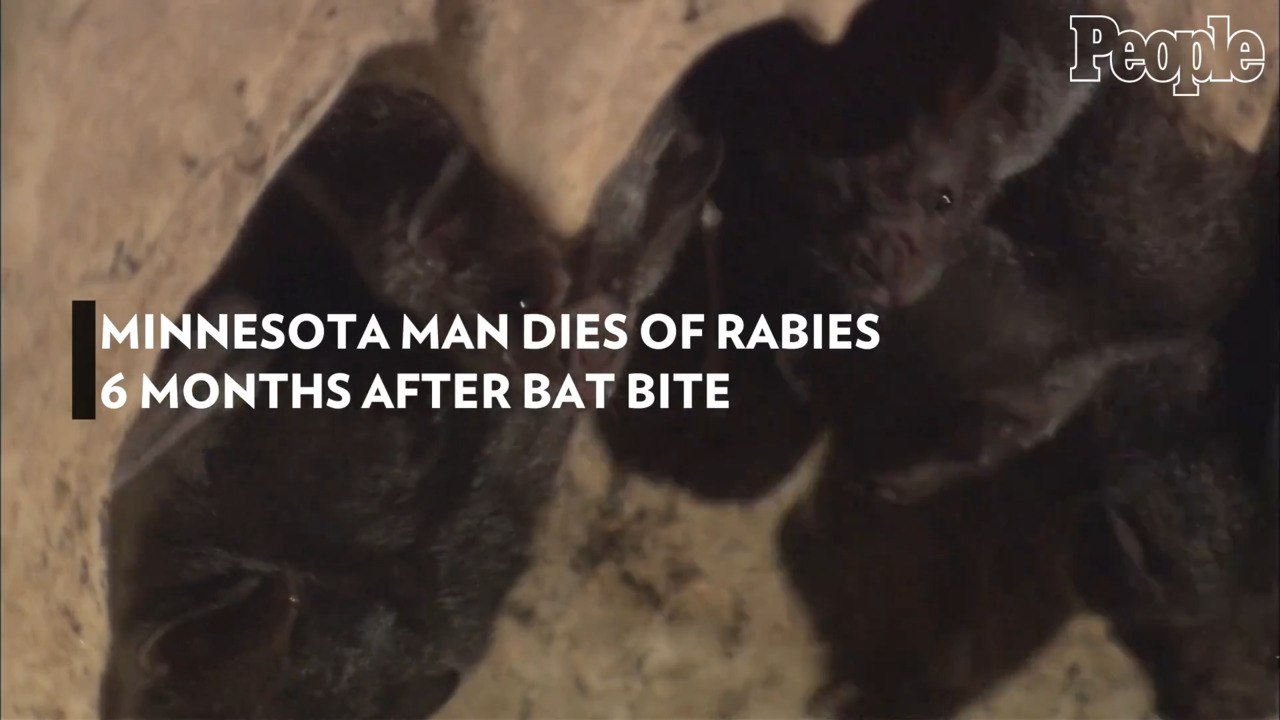 Minnesota Man Dies of Rabies 6 Months After Bat Bite video Dailymotion