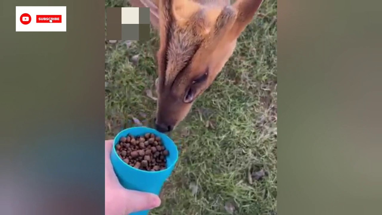 Did you see this kind of Deer ? I have never seen this kind of deer before!  