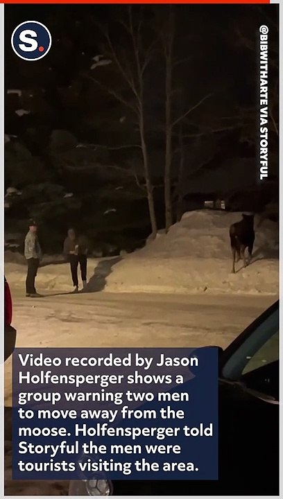 Moose Charges at Man After Ignored Pleas From Locals