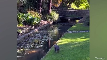 When your dog is more funny than you -  Funniest Animals 2023