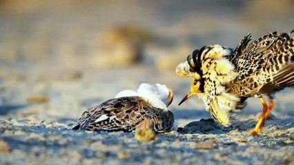 Règne animal, les jeux de l’amour - 10 avril