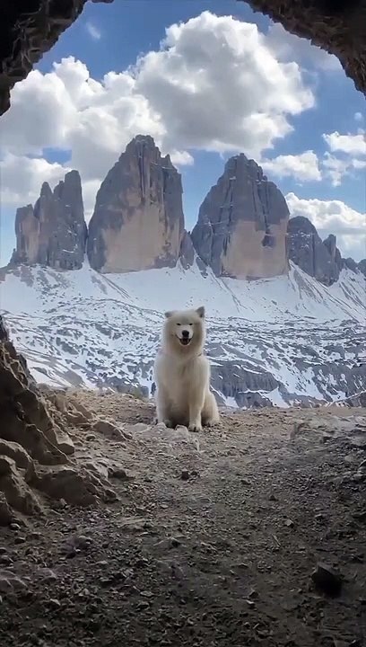 bear viral short