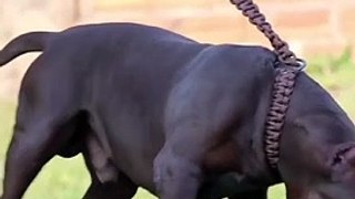 Bull Dogs Funniest Cats And Dogs Videos 