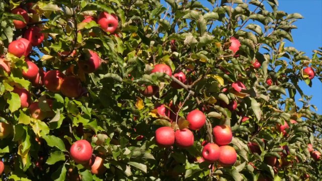 7 Steps for Planting Bare Root Trees in Your Yard