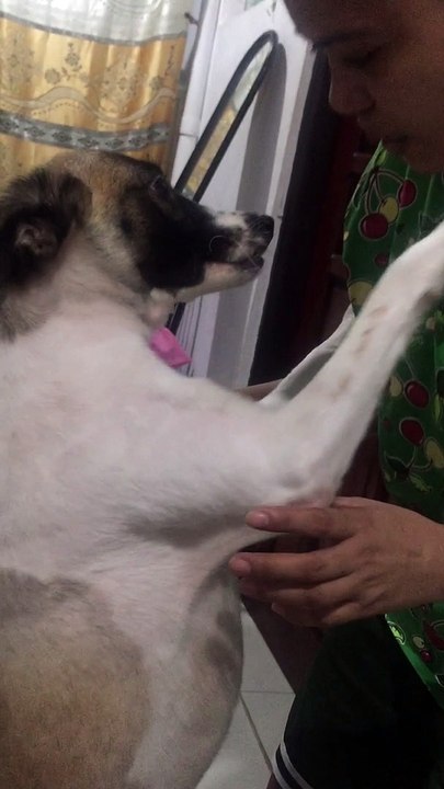 Dramatic Dog Begs For Forgiveness
