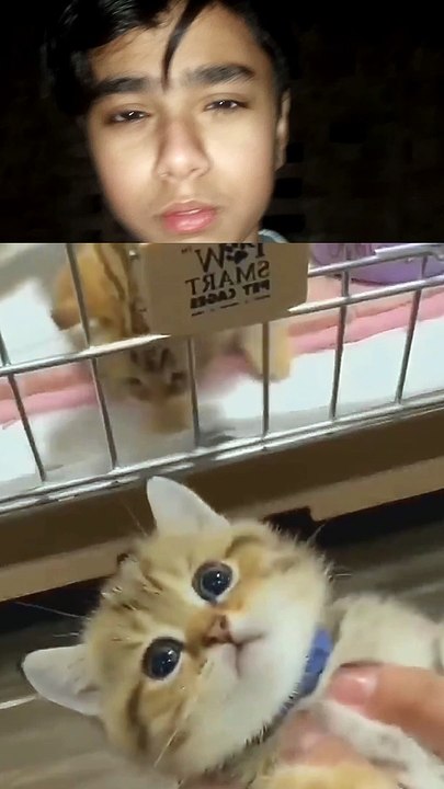 Beautiful Kitten  Pikachu dance