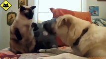 FUNNY VIDEOS   Funny Cats vs Funny Dogs   Funny Animals   Funny Cat Videos   Fail Compilation