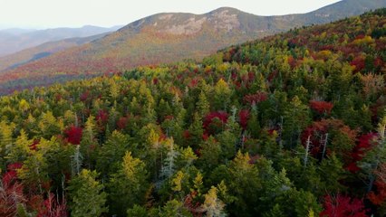 Beautiful Forest view