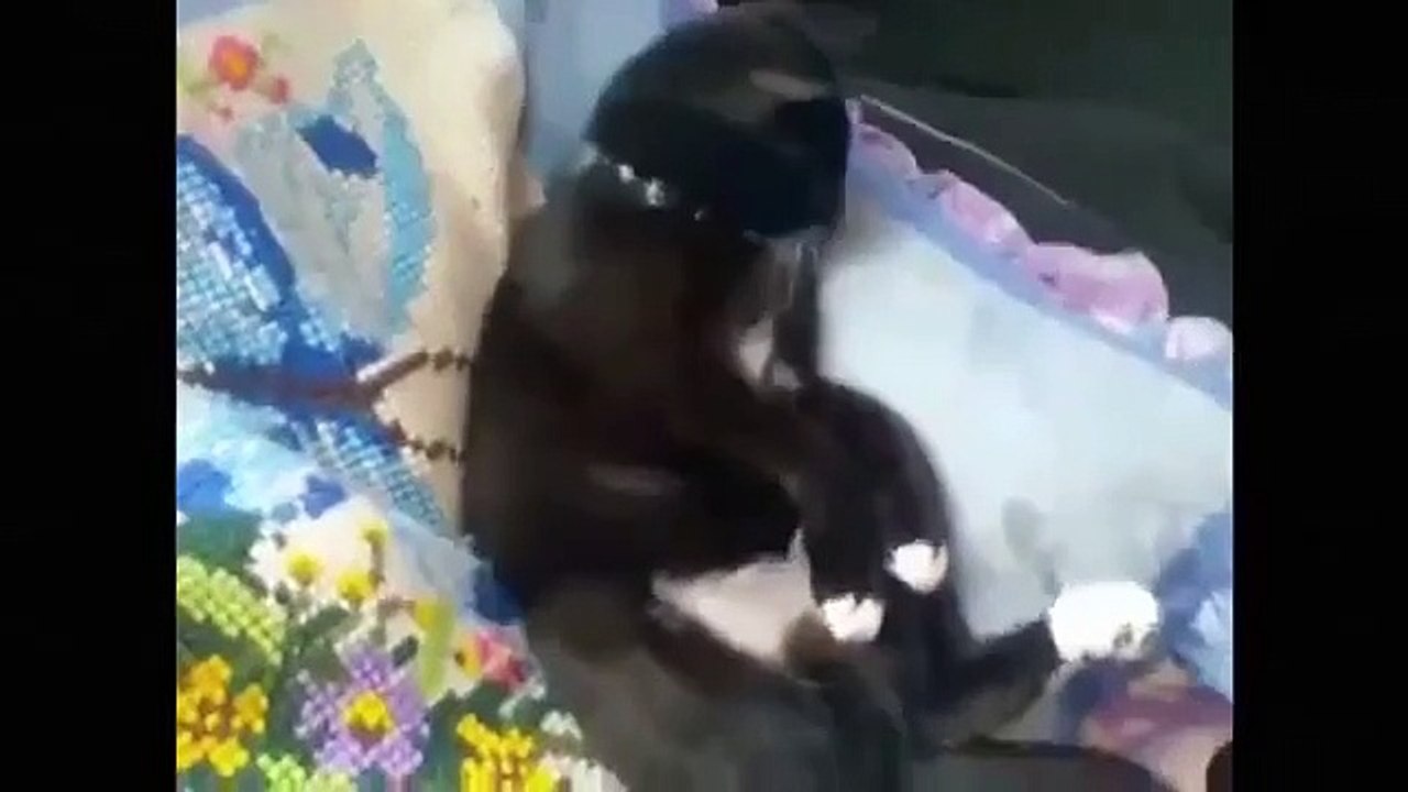 Funny, Clever, Cats, Best, Pets, Compilation, Dog, Tricks, Cat & Dogs, Pet, Animals, Agili