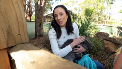 App puts users in touch with nearest animal rescue group