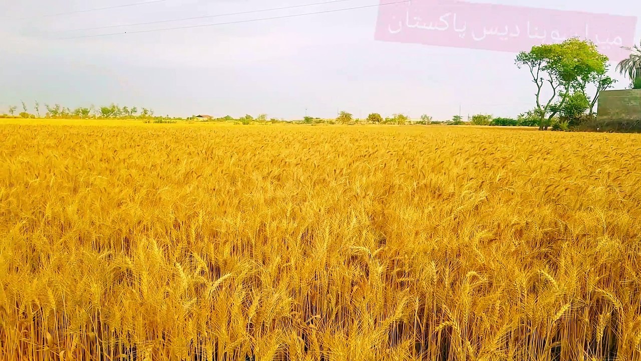 06.04/2023 Pakistan Punjab beautiful view || village life of Pakistan punjab || rural life of Punjab Pakistan || mera punjab Pakistan