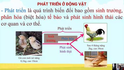 Sinh 11 - Bài 37 Sinh trưởng và phát triển ở động vật