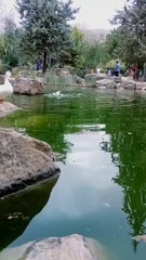 Beautiful shiraz lake view IRAN 