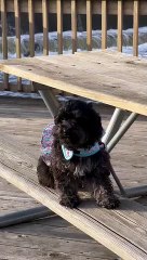 So sweet little Puppy #puppy #shorts #dog
