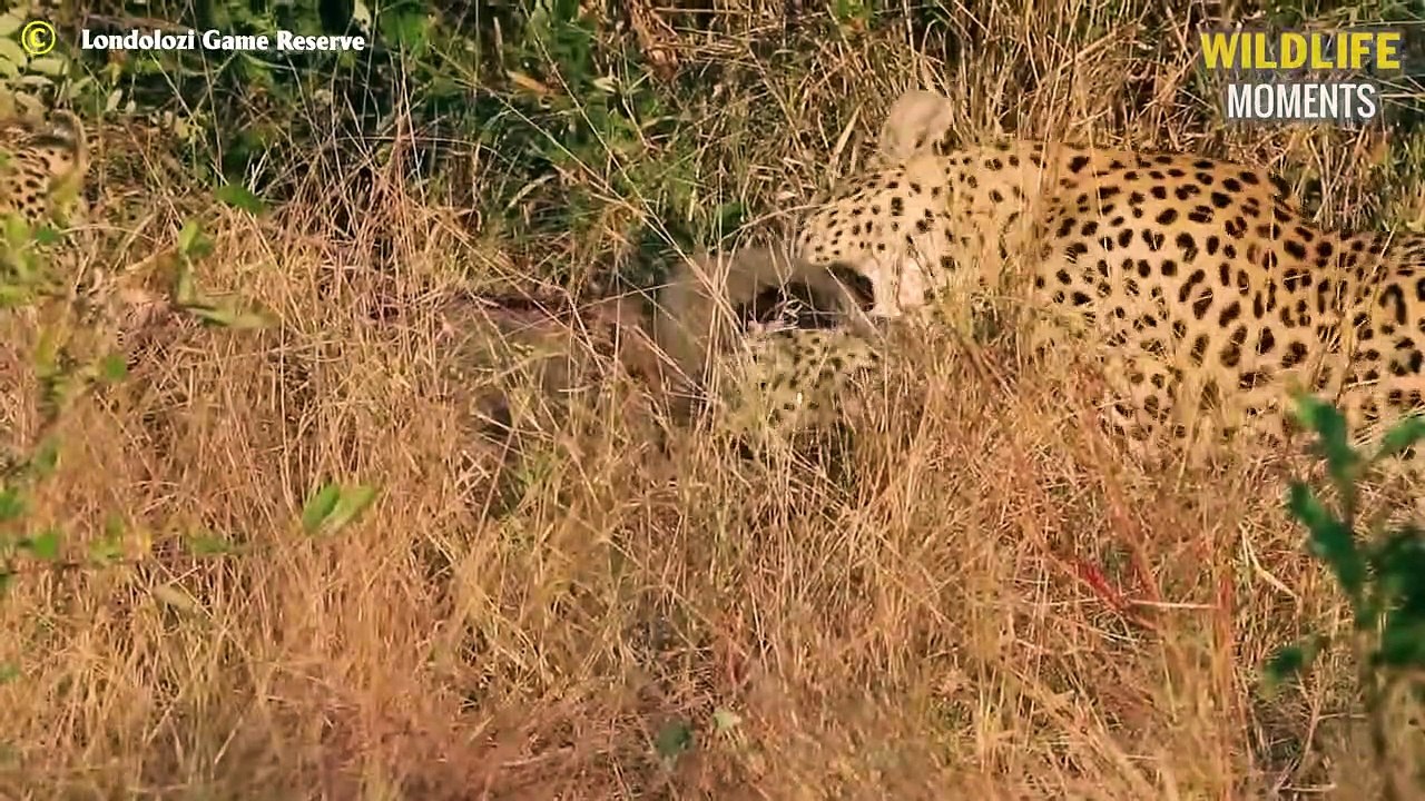 Cheetah's Most Impressive Hunts & 45 Dramatic Hunting Moments Of ...