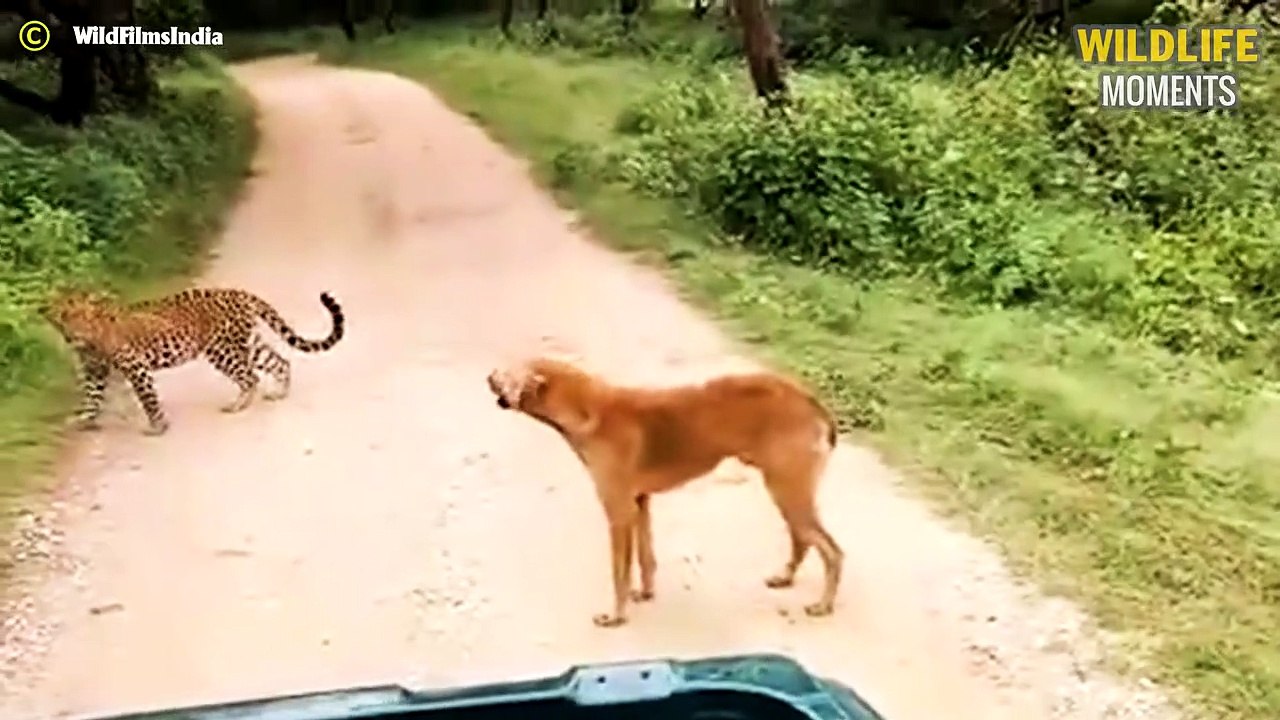 Coyote Attack Dog & 45 Wild Moments Coyote Attack Everything