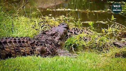 Crocodiles Mercilessly Hunt With Devil Teeth - Wild Animal World