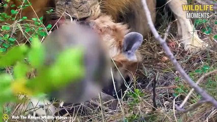 Deserved! 45 Epic Moments Hyena Fall Prey To Lion, Wild Dog, Leopard