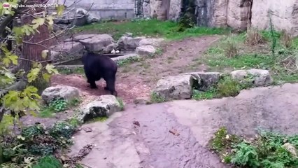 Incroyable !!! Ours debout sur ses pattes arrière