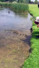 Une cane maman de 9 canetons en adopte 10 de plus (Michigan)   A mother duck of 9 ducklings adopts 10 more