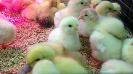 Bébés Animaux Trop Mignons - Canetons et Poussins