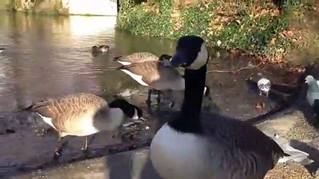 Oies Bernaches du Canada