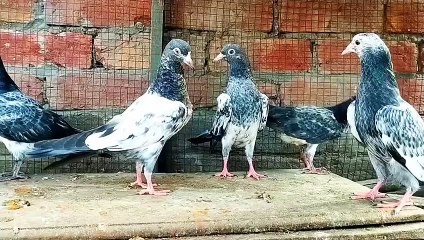 Mashallah,20 Parwazi Resulted bachy, Location Lahore cargo all Pakistan, Whatsapp 03013131081.Pigeons Gallary