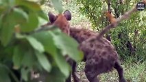 Horrible The Hyena Bites off Hyena's Ear - Wild Animal World
