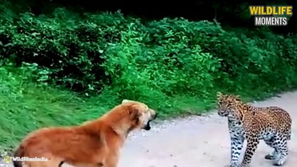 Hungry Leopard Meets Poor Dog & 45 Creepy Moments Leopard Vs Domestic Dog
