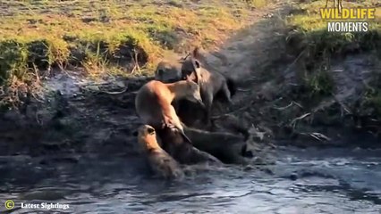 Hyena Eats Half of Impala Still Standing & 45 Times Hyena Attack Everything