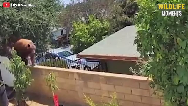 Incredible Moments DOG Vs BEAST Caught On Camera - Wildlife Moments