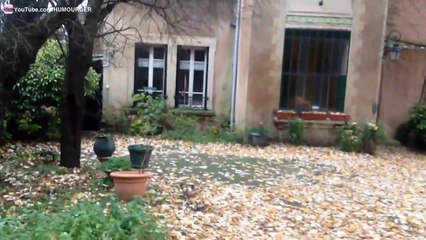 Écureuil roux qui grimpe au mur comme Spiderman