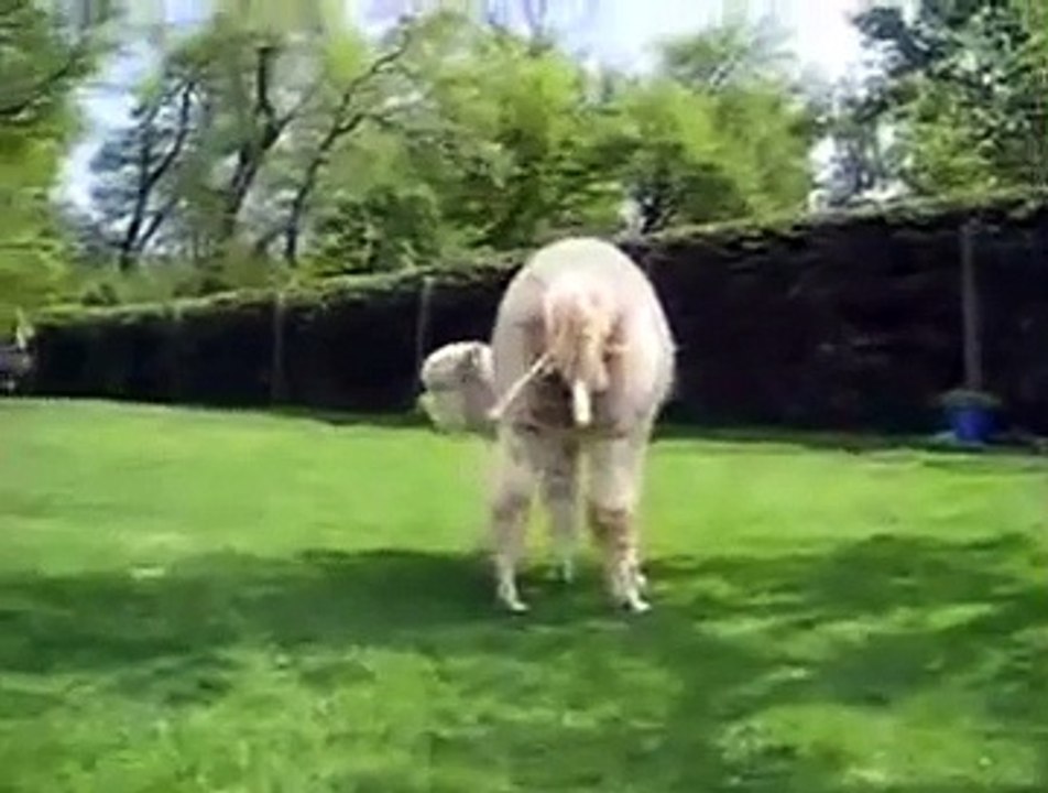 Animals mate Alpaca Gives Birth   Baby Animal Born Video
